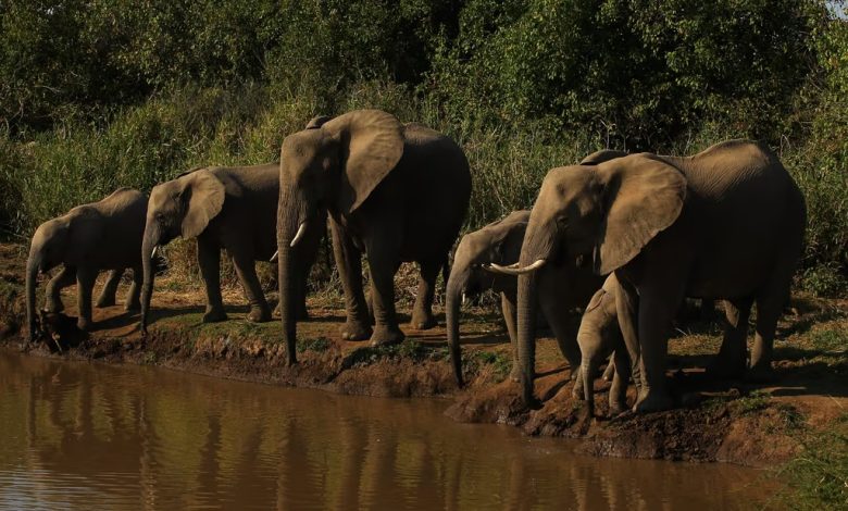 بوتسوانا تهدد بترحيل 20 ألف فيل إلى ألمانيا