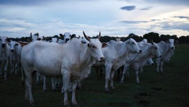 الاتفاقات التجارية مع أوروبا